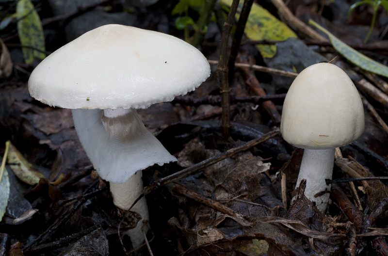 Agaricus sylvicola s.l. title=